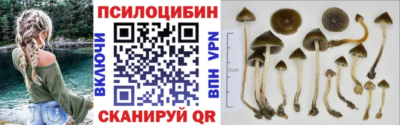сколько стоит  Петушки  Псилоцибиновые грибы Cubensis 